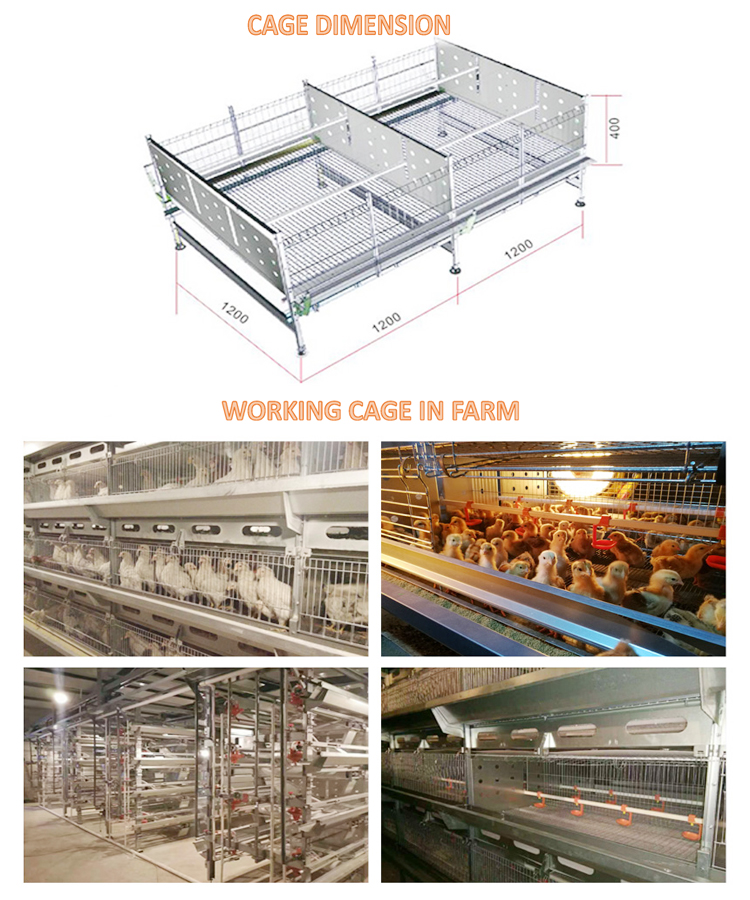 1644298550939573.jpg pullets cage 750.jpg