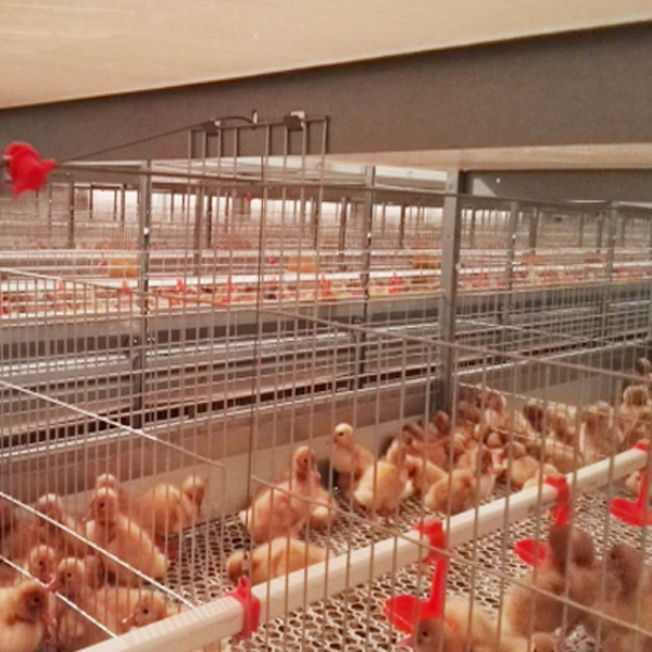 Duck cage