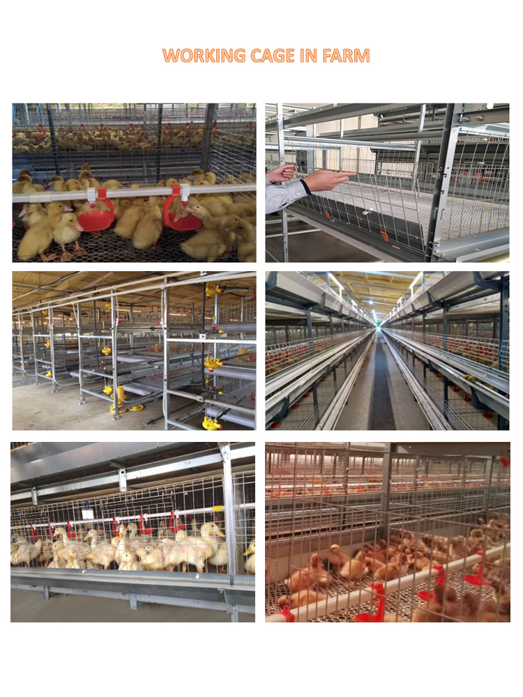 1644557839808881.jpg cage duck 750-2.jpg